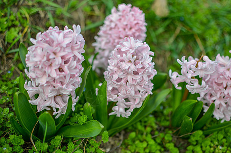 生长在自然中的花床上的细粉粉色青绿素花坛公园植物植物学叶子花园紫色花束季节园艺图片
