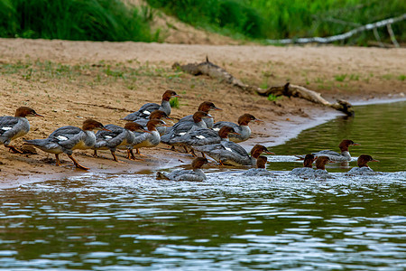 拉脱维亚河岸上的鸭子自然荒野动物群野生动物动物鸟类翅膀沙丘水鸟团体图片