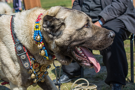 土耳其牧羊犬Kangal作为看守狗小狗山羊守护哺乳动物国家牧羊人警卫家畜乡村动物图片