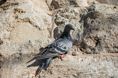 单鸽子坐在岩石上羽毛灰色荒野翅膀动物白色野生动物飞行自由鸽子图片