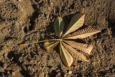 一个单独的干叶子在观视中季节植物学生态季节性植物群森林花园环境背景绿色图片