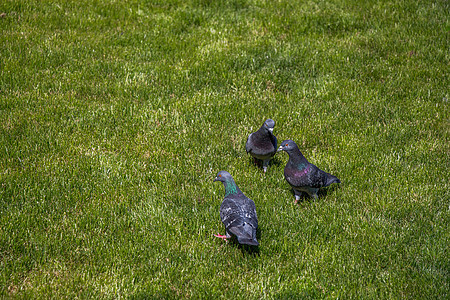 在城市公园绿草坪上的鸽子鸟类城市动物灰色白色荒野飞行羽毛自由岩石图片