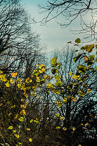 秋天在伊斯坦布尔的森林视图叶子季节公园乡村植物树木太阳木头生长绿色图片