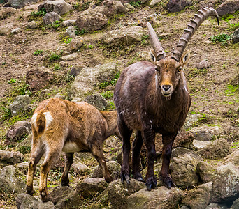 雄性高山海绵羊皮 在一些岩石上站着一个破碎的角 从欧洲山脉来的动物图片