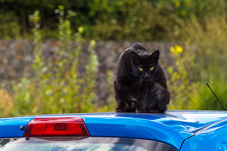 车顶上的黑猫伤害鼻子尾巴划痕跳蚤动物休息眼睛荒野宠物图片