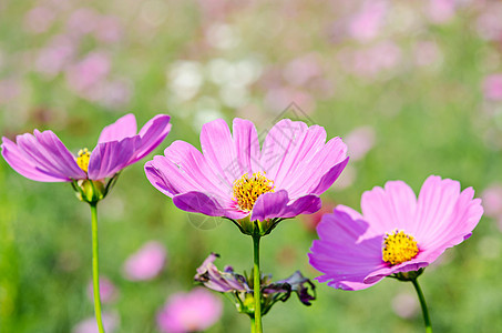 美丽的粉色宇宙花朵田叶子植物蓝色天空公园花园晴天荒野季节农业图片