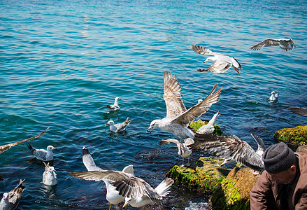 海鸥在海滨上被发现的支撑照片航班蓝色飞行天空荒野羽毛野生动物鸟类图片