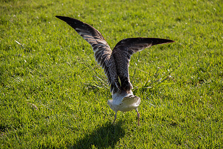 海滨海鸥在绿草上飞翔绿色鸟类野生动物自由天气动物羽毛天空航班荒野图片