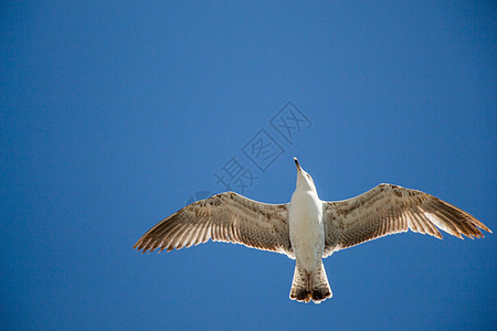 单海鸥在蓝蓝空中飞翔动物航班照片荒野自由鸟类飞行翅膀天空羽毛图片