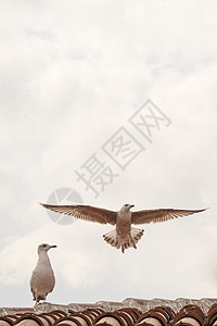 坐在屋顶上的单海鸥天空飞行鸟类羽毛翅膀荒野动物自由照片蓝色图片