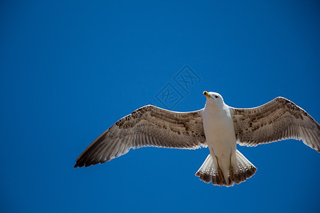 单海鸥在蓝蓝空中飞翔飞行荒野翅膀自由野生动物天空羽毛蓝色照片航班图片