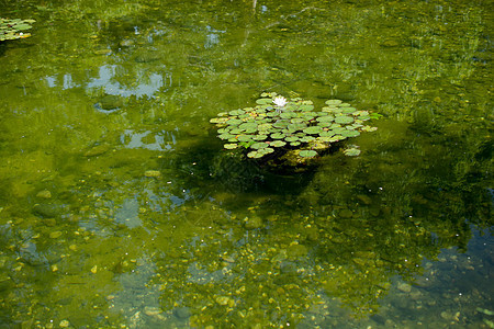 绿塘水背景水池环境池塘水坑背景图片