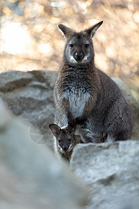 红脖子瓦拉比和婴儿在袋子里口袋荒野野生动物毛皮动物群冒险动物公园头发父母图片
