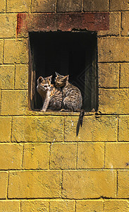 两只小猫在原圆阳县老城的窗户上图片