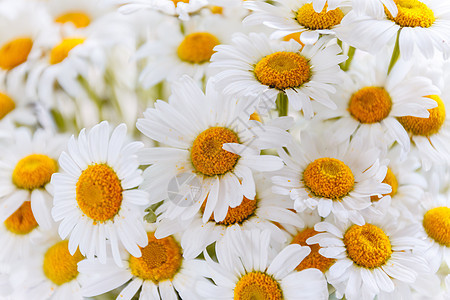 黄色中心的白色雏菊背景野花桌子花瓣树叶季节植物洋甘菊宏观花束花园图片