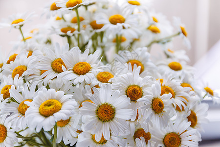 黄色中心的白色雏菊背景花瓶甘菊花园季节花瓣植物群桌子花朵野花植物图片