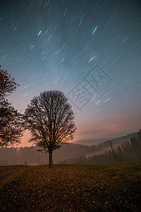 在路边的一棵树上 星星在天空中行走 夜长照射照片图片