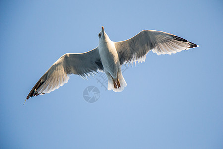 单海鸥在蓝蓝空中飞翔航班天空荒野翅膀鸟类动物羽毛蓝色自由照片图片