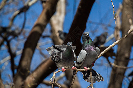 坐在树枝上的鸽子荒野灰色白色自由翅膀羽毛野生动物照片鸟类动物图片