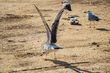 土上带棕色土壤的海鸥荒野飞行天气自由鸟类动物海岸翅膀野生动物天空图片