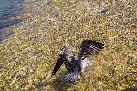 拥有洗澡水的单海鸥淋浴野生动物羽毛自由鸟类打扫飞行照片动物航班图片