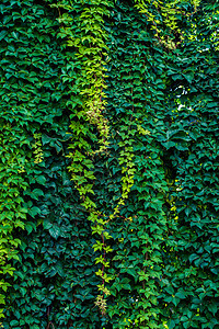 绿叶挂在墙上概念藤蔓季节花园树叶叶子登山者风景绿色植被图片