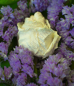 白红玫瑰 紫花花有水滴植物味道叶子植物学锥体花束礼物玫瑰植物群生日图片