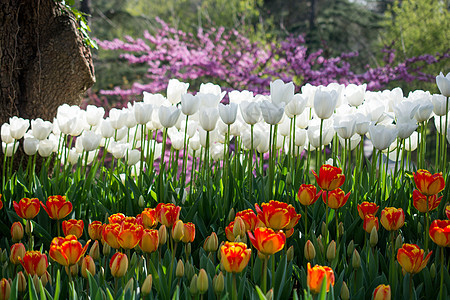 春天自然界不同颜色的郁金香场地美丽植物白色花瓣叶子植物群活力粉色季节图片