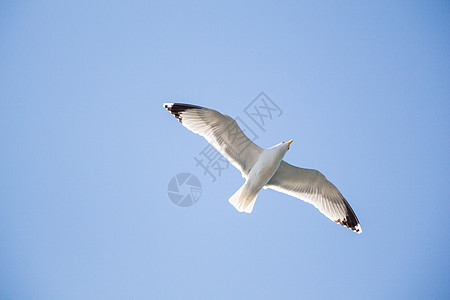 单海鸥在蓝蓝空中飞翔自由羽毛照片飞行航班翅膀天空鸟类蓝色动物图片