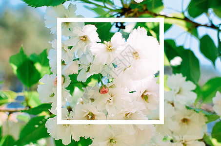 春红樱花树的白边框图象图片