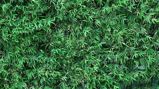 背景竹树绿色鲜叶植物科叶子环境植物野竹木头文化森林丛林热带图片