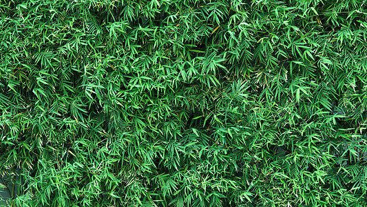 背景竹树绿色鲜叶植物科森林野竹木头生长丛林文化热带环境花园图片