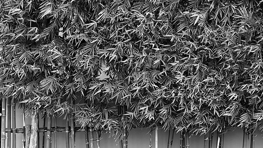 背景竹树绿色鲜叶热带文化花园丛林森林木头生长植物科野竹叶子图片