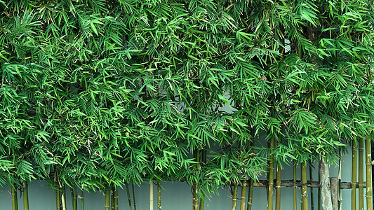 背景竹树绿色鲜叶环境文化花园木头植物科森林植物叶子丛林树木图片
