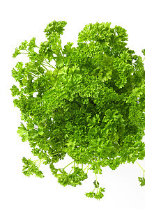 新的绿色新蓝礁树叶食物烹饪植物小枝高架草本植物药草图片