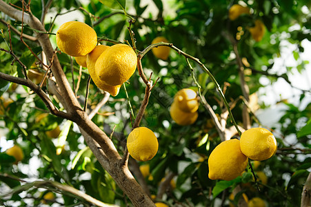 柠檬果实挂在树上热带花园异国水果情调叶子收成树叶芳香食物图片