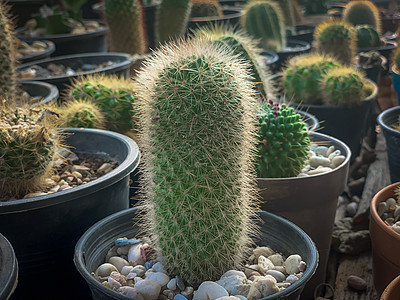 锅里有许多仙人掌树风格植物群植物学花朵沙漠花园绿色棕榈植物园艺图片