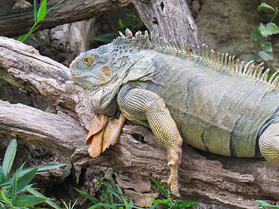 Iguana 蜥蜴躺在树干上图片