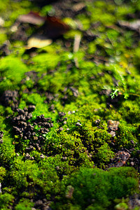 黑色地面上的绿色苔藓 潮湿的地面和柔软的苔藓花园藻类植物森林叶子石板树干木头生长石头图片
