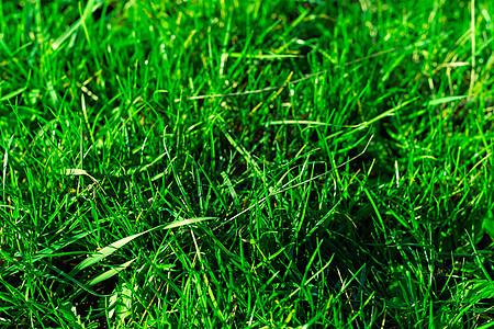 非常绿和新鲜的草 清新自然的象征 亮度和色调颜色 特写视图绿化环境土地场地阳光花园植物叶子院子园林背景图片