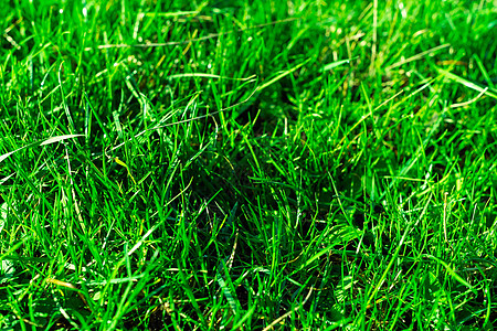 非常绿和新鲜的草 清新自然的象征 亮度和色调颜色 特写视图园林后院环境花园草地场地太阳绿化蓝色季节背景图片