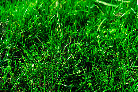 非常绿和新鲜的草 清新自然的象征 亮度和色调颜色 特写视图季节后院叶子草地环境生长植物阳光土地花园背景图片