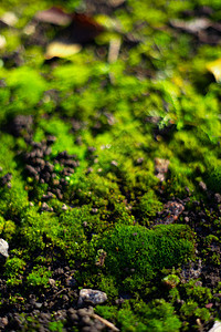 黑色地面上的绿色苔藓 潮湿的地面和柔软的苔藓宏观叶子墙纸环境丛林树干花园森林植物群石板图片