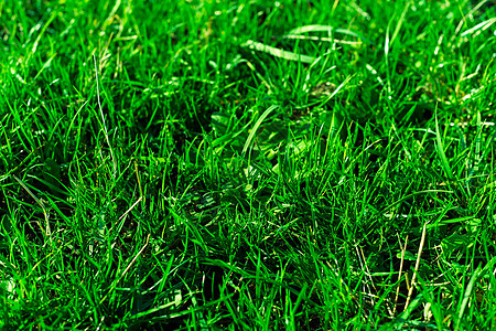 非常绿和新鲜的草 清新自然的象征 亮度和色调颜色 特写视图蓝色季节天空草地场地生长环境绿化太阳叶子背景图片