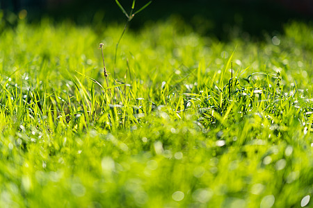 非常绿和新鲜的草 清新自然的象征 亮度和色调颜色 特写视图环境绿化草地园林季节叶子太阳后院阳光生长背景图片