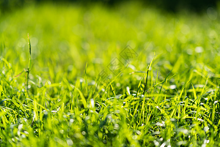 非常绿和新鲜的草 清新自然的象征 亮度和色调颜色 特写视图花园环境院子草地阳光后院太阳场地植物绿化背景图片