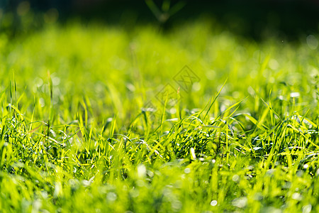 非常绿和新鲜的草 清新自然的象征 亮度和色调颜色 特写视图后院植物园林花园阳光草地绿化植物群季节蓝色背景图片