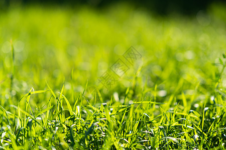 非常绿和新鲜的草 清新自然的象征 亮度和色调颜色 特写视图天空环境植物群太阳生长阳光草地蓝色园林季节背景图片
