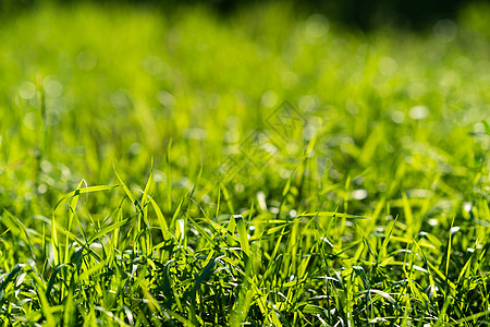 非常绿和新鲜的草 清新自然的象征 亮度和色调颜色 特写视图叶子植物生长花园季节绿化环境场地植物群太阳背景图片