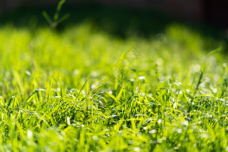 非常绿和新鲜的草 清新自然的象征 亮度和色调颜色 特写视图土地后院场地院子园林蓝色绿化叶子植物群花园背景图片